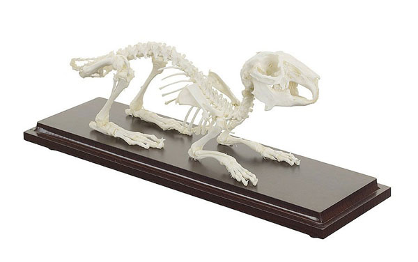 Véritable squelette de lapin