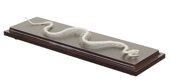 Squelette de serpent véritable