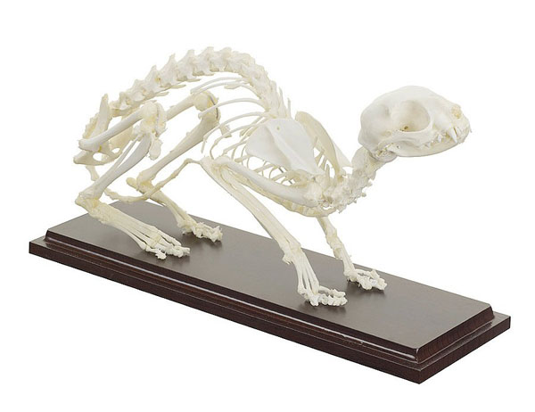 Véritable squelette de chat