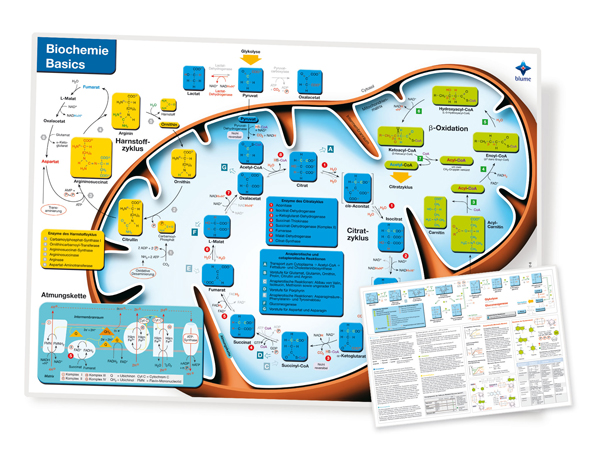 Poster  Biochemie Basics  II