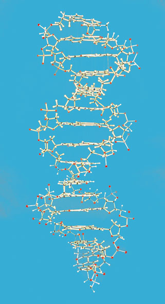 Modèle de l'ADN