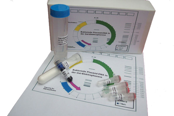 ADN plasmidique bactérien