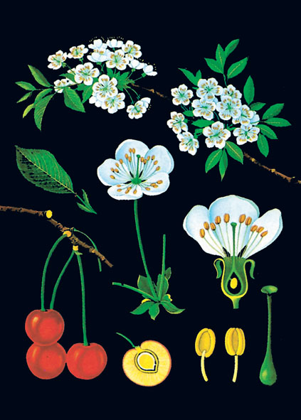 Tableau : cerisier