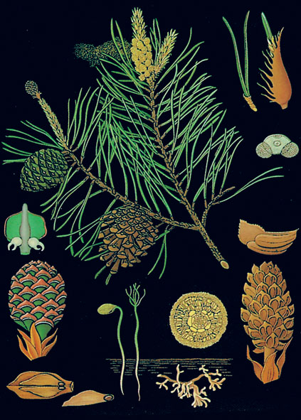 Tableau : pin commun
