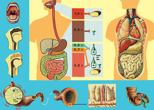 Tableau : la digestion de la nourriture