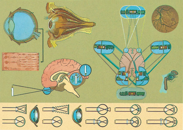 Tableau  : l'œil et ses fonctions