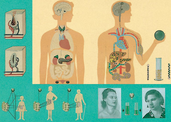 Tableau  : les hormones, substances actives de l'organisme