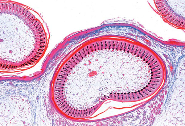 MP: Histologie des vertébrés à l’exclusion des mammifères (Poissons, Batraciens, Reptiles, Oiseaux)