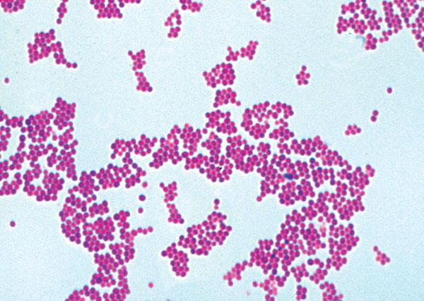MP: Bactéries pathogènes