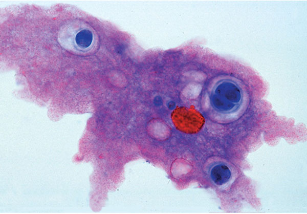 MP: Biologie générale, Série A de base