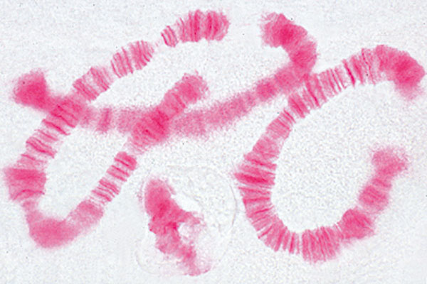 Préparations microscopiques : mitose et méiose, série I