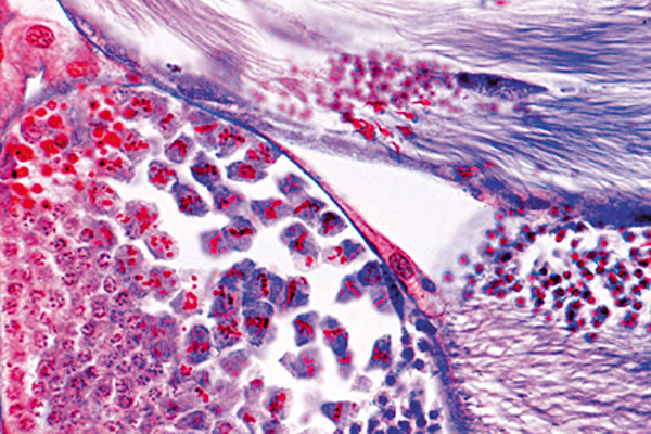 Préparations microscopiques : mitose et méiose, série II