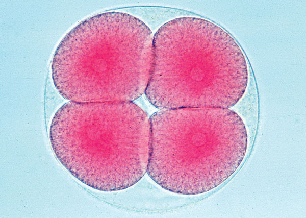 MP: Embryologie de l’oursin de mer (Psammechinus miliaris)