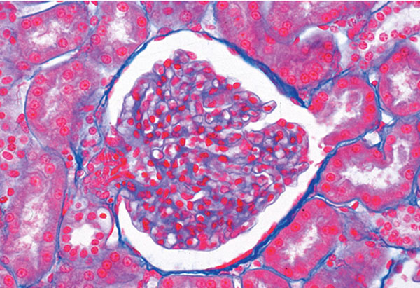 MP: Biologie générale, Série C