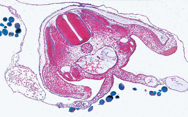 MP: Embryologie du poulet (Gallus domesticus)