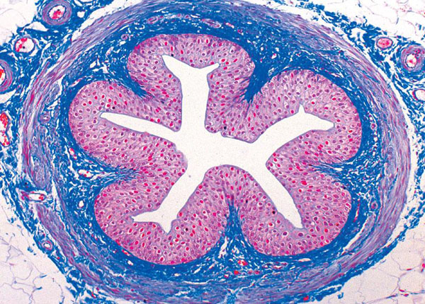 MP: Histologie humaine normale, série de base