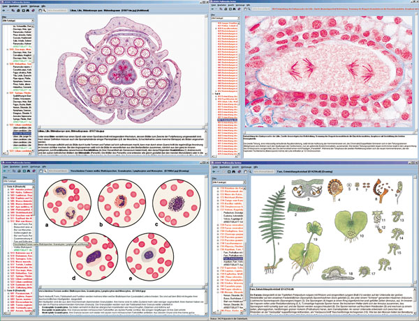 CD : Biologie microscopique, A, B, C, D