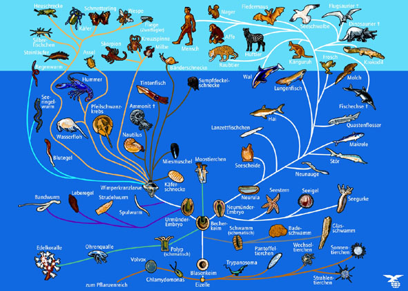 Arbre généalogique du règne animal