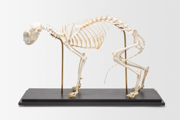 Squelette de chat, modèle préparé