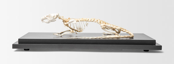 Squelette de rat, modèle préparé
