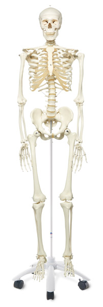 Modèle : squelette humain