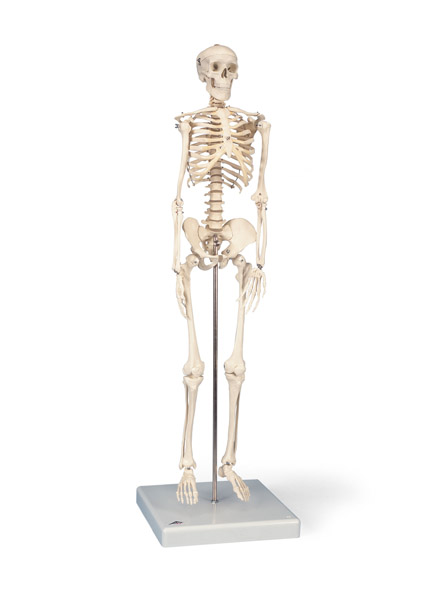 Modèle : mini-squelette « Shorty » sur socle