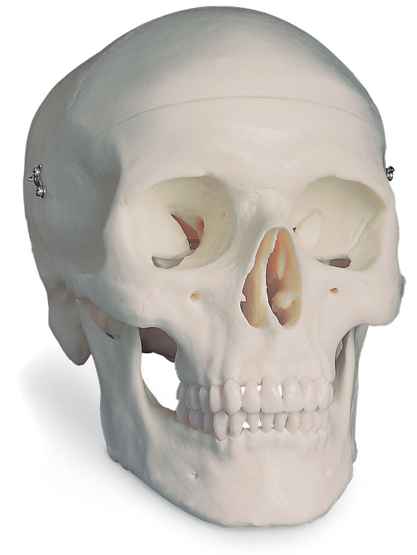 Modèle  : crâne humain, en 3 parties