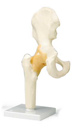 Articulation de la hanche - Modèle fonctionnel