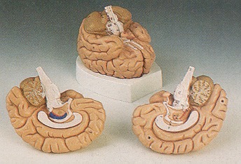 Modèle : cerveau, en 2 parties