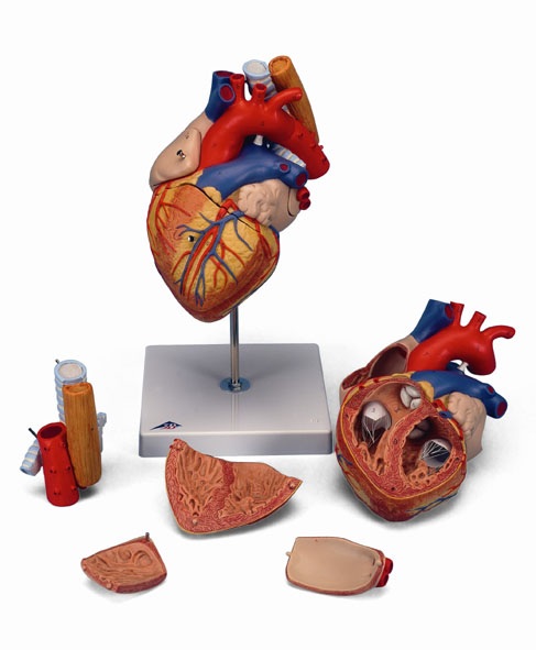 Modèle : cœur avec trachée et œsophage, agrandi 2 fois, en 5 parties