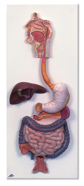 Modèle : appareil digestif, en 3 parties