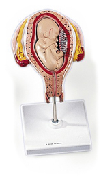 Modèle : utérus avec fœtus, présentation par le siège, 5e mois, en 2 parties