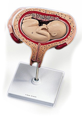 Modèle : utérus avec fœtus, position sur le dos, 5e mois, en  2 parties