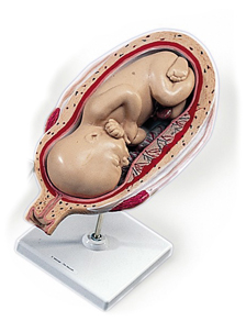 Modèle : fœtus, 7e mois