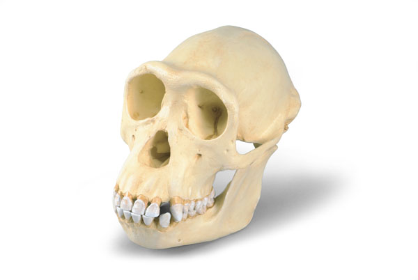 Modèle : crâne de chimpanzé (Pan troglodytes), femelle