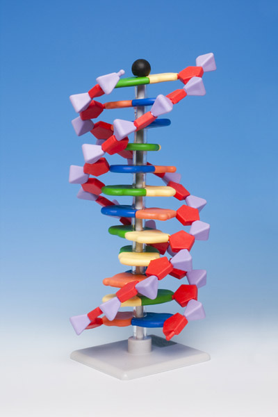 Modèle molécule d'ADN, kit avec 12 paires de bases