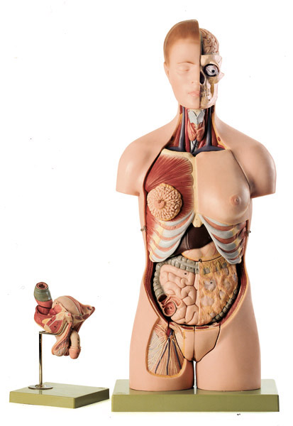 Modèle : modèle de tronc avec tête et organes génitaux interchangeables