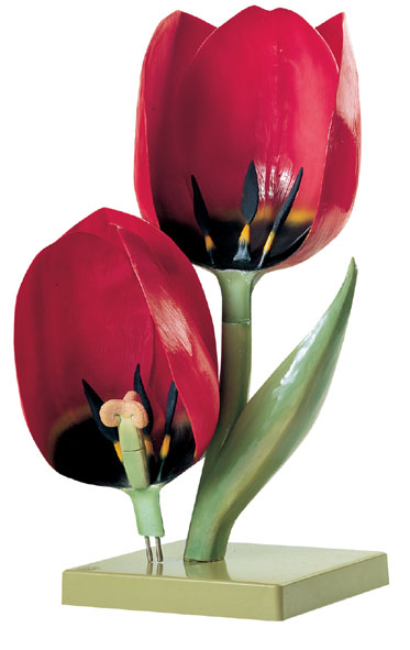 Modèle: Tulipe de jardin, fleur