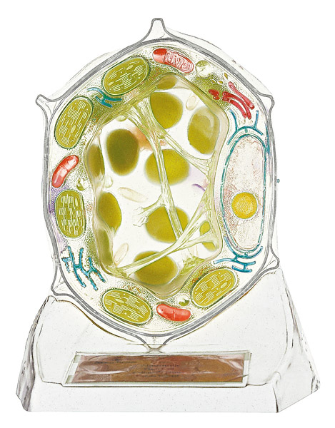 Modèle : cellule d’une plante