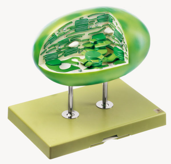 Modèle : chloroplaste d’une grande plante