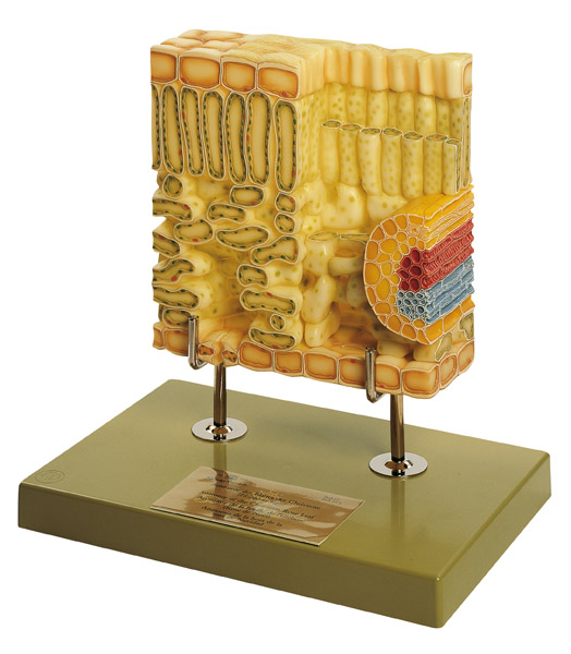 Modèle : coupe d'une feuille d'hellébore