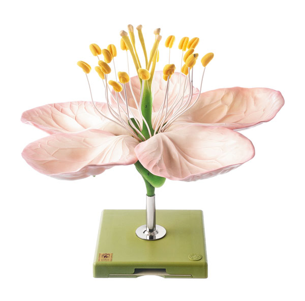 Modèle: Fleur du pommier