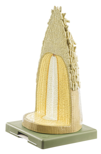 MOD: Apex de la racine d’une plante monocotylédone en coupes transversale et longitudinale