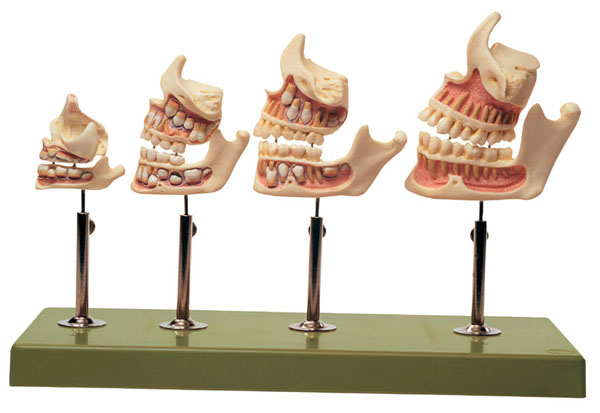 Modèle: Développement de la dentition