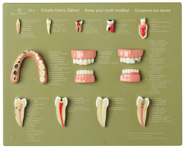 Vitrine « Entretien des dents »