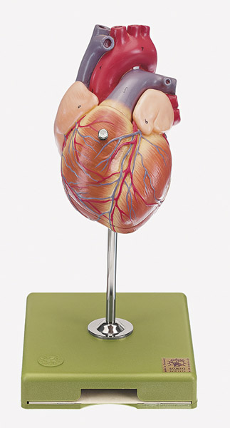 Modèle : cœur, en 2 parties