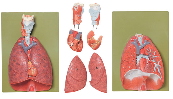 Modèle : poumon avec cœur, diaphragme et larynx