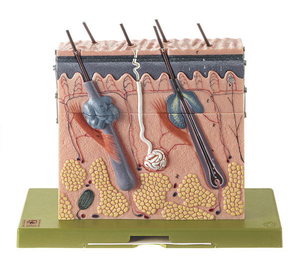 Modèle: Coupe de la peau