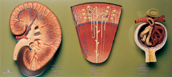 Modèle: Rein, tube urinifère et glomerule