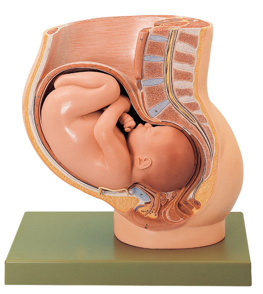 Modèle: Bassin avec utérus au 9e mois de la grossesse